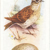 Skylark.