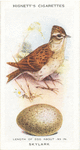Skylark.
