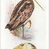 Common snipe.