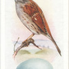 Hedge sparrow.