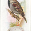 House sparrow.