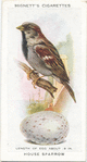 House sparrow.