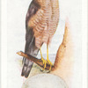 Sparrow hawk.