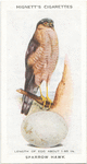 Sparrow hawk.