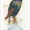 Starling.