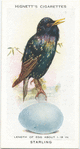 Starling.