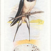 Swallow.