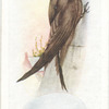 Swift.
