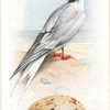Common tern.