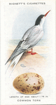 Common tern.