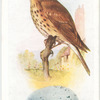 Song thrush.