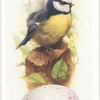 Blue tit.