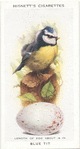 Blue tit.