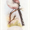 Long-tailed tit.