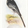 Pied wagtail.