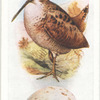 Woodcock.