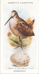Woodcock.