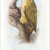Green woodpecker.