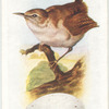 Wren.