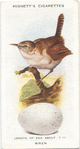 Wren.