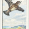 Skylark.
