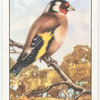 Goldfinch.