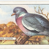 Wood Pigeon.