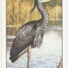 Heron.