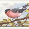 Bullfinch.
