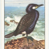 Cormorant.