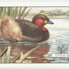 Little Grebe.