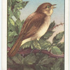 Nightingale.