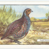 Partridge.