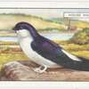 House Martin.