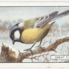 Great Tit.