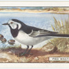 Pied Wagtail.