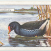 Moorhen.