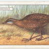 Corncrake.
