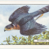 Sparrow Hawk.