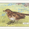 Song Thrush.