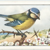 Blue Tit.