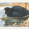 Coot.