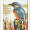 Kingfisher.