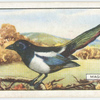 Magpie.