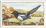 Magpie.