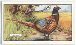 Pheasant.