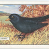 Blackbird.