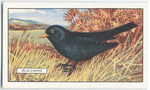 Blackbird.
