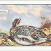 Ptarmigan.