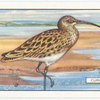 Curlew.